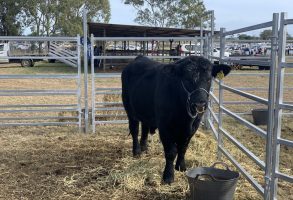 SCOTS PGC Cattle Club to take on the EKKA featured image