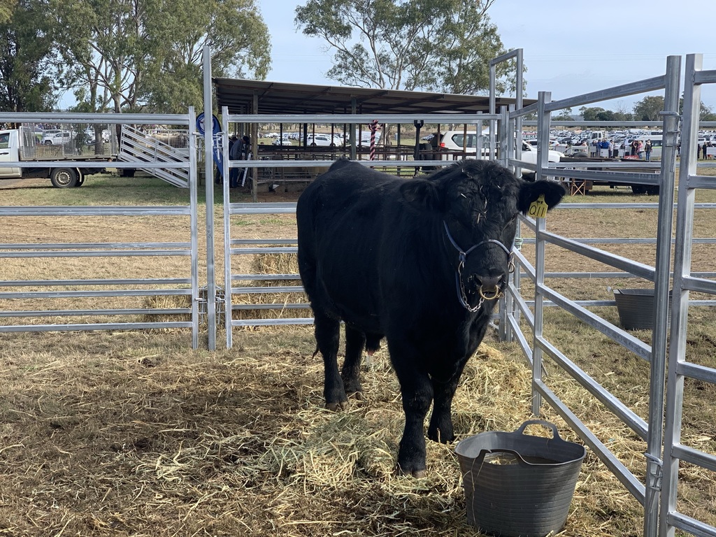 SCOTS PGC Cattle Club to take on the EKKA featured image